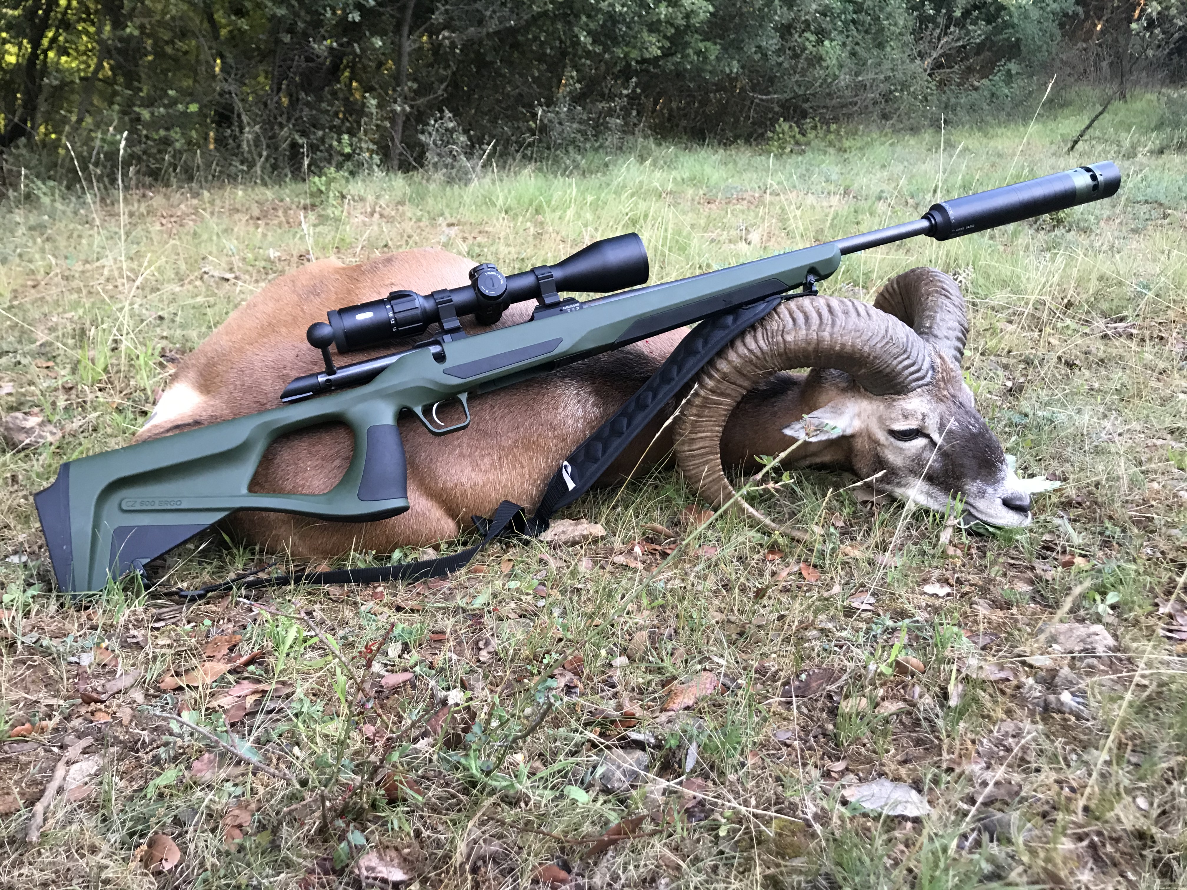 La CZ 600 Ergo, ici avec un b�lier de mouflon tir� au 6,5 Creedmoor, poss�de une action contr�l�e modernis�e, efficace et bien plac�e en termes de prix.