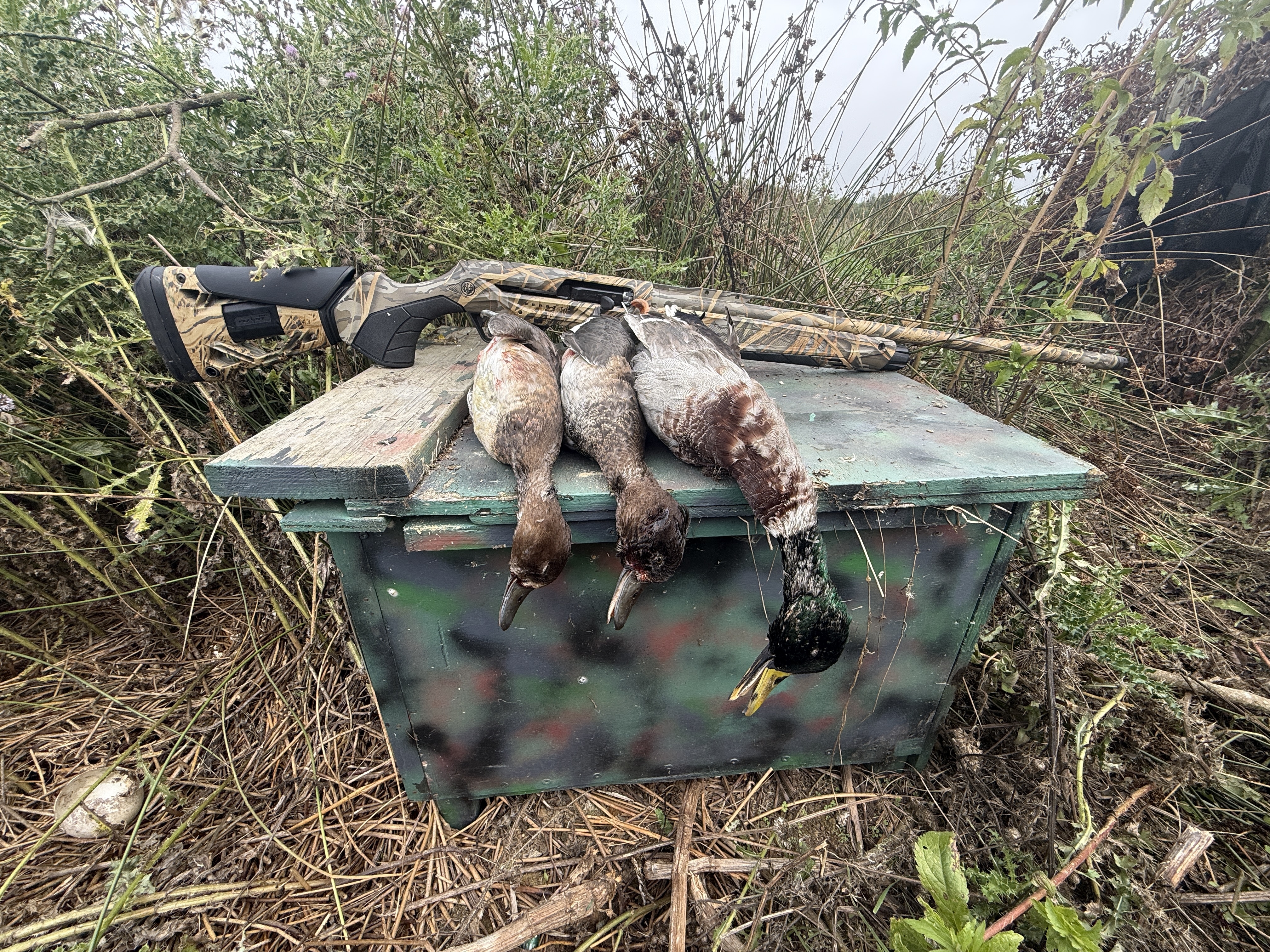 C'est dans le registre des chasses en zones humides que l'AX 800 prend toute sa mesure. Ici dans sa livr�e MAX7 (camo roseaux) nous l'avons essay� � plusieurs reprises avec beaucoup de satisfaction tant son �quilibre et son maniement g�n�ral apporte confiance et pr�cision au tir.