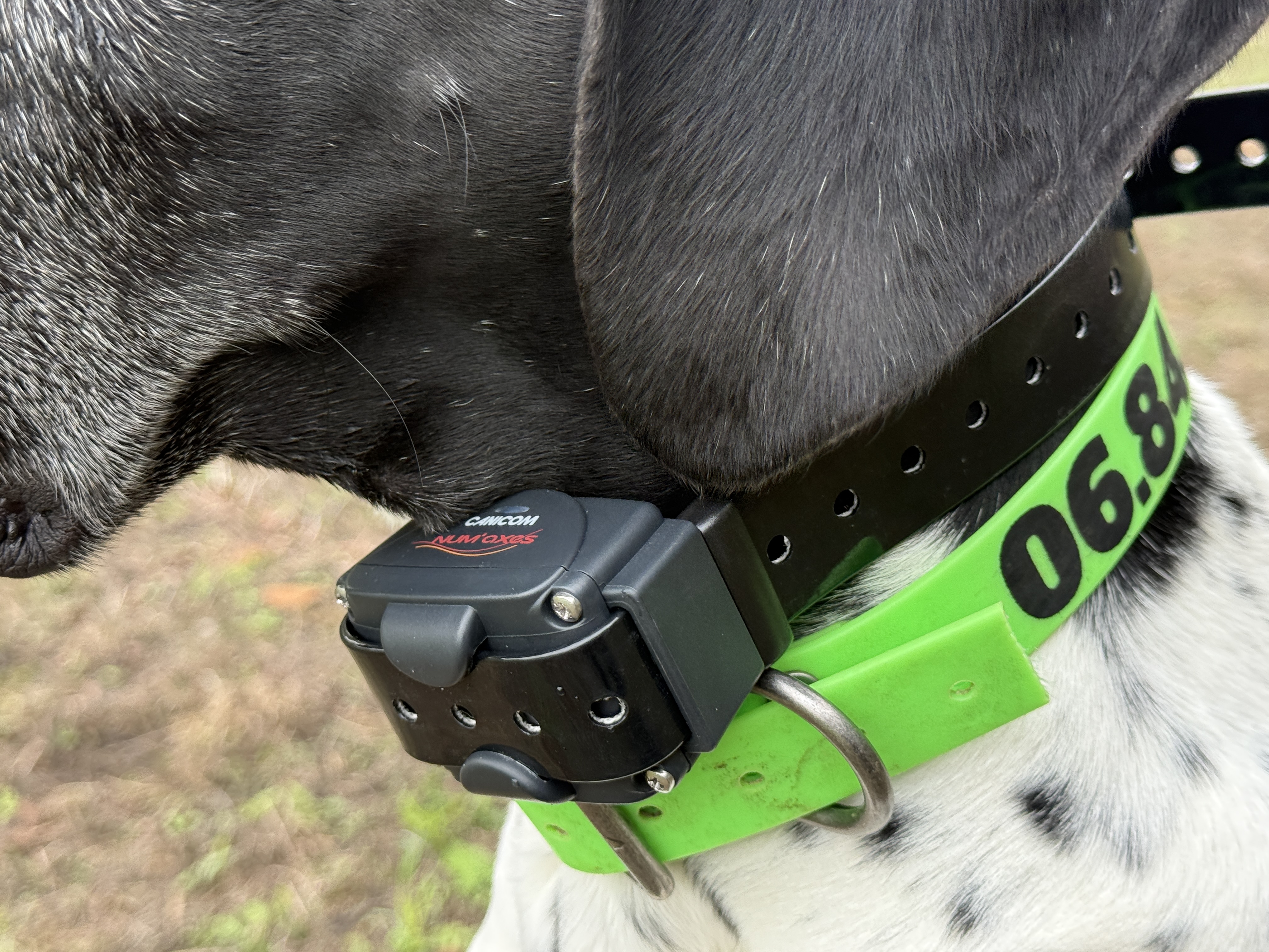 Le collier, �tanche � l'immersion, ne craint ni la pluie ni le passage du chien dans l'eau.