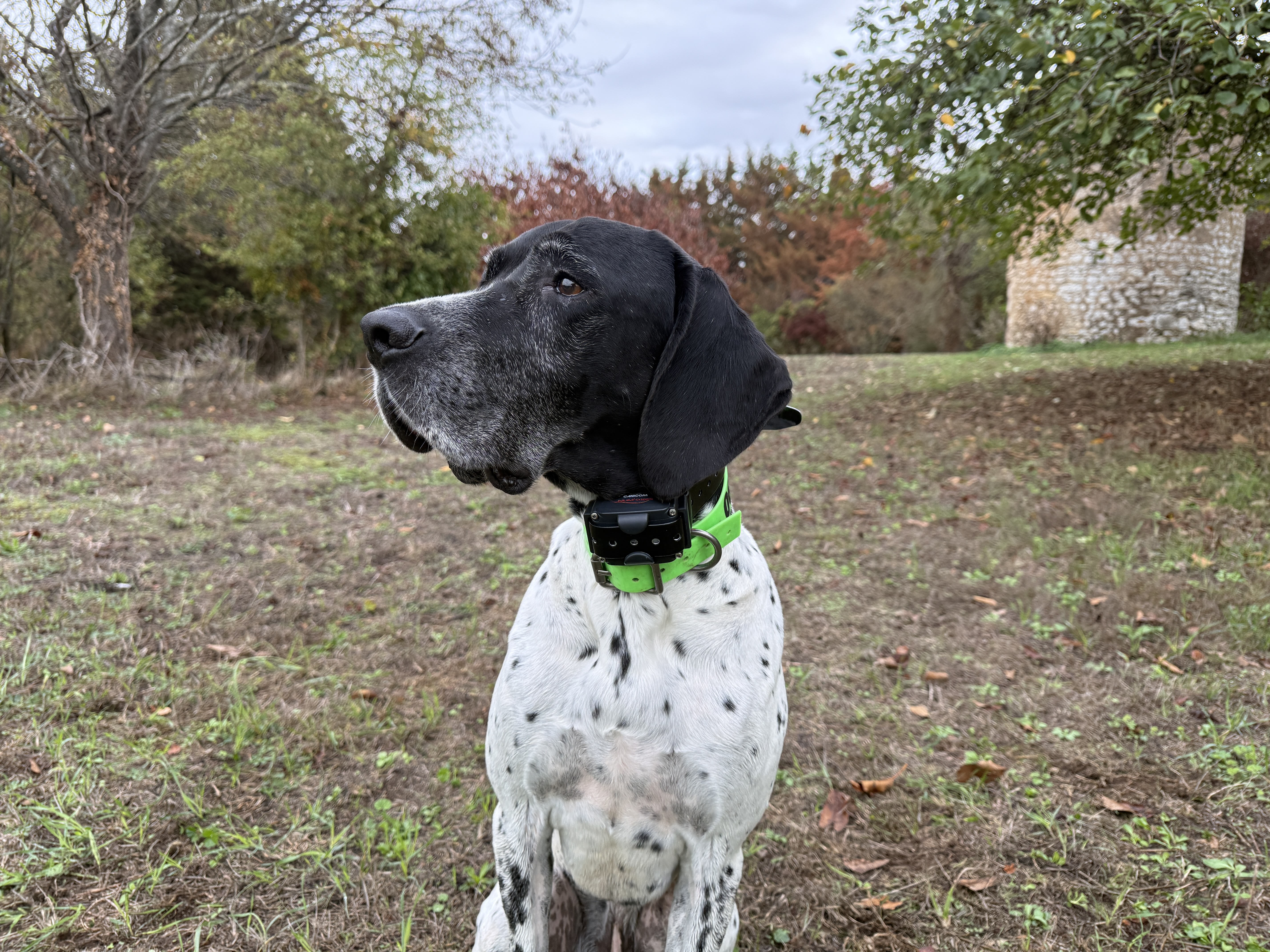 Les �lectrodes courtes conviennent aux chiens � poil ras ou mi-long.