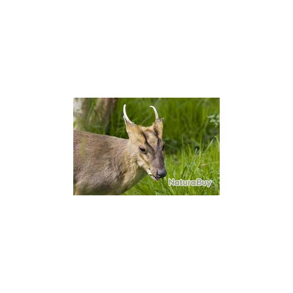 MUNTJAC a l'approche en Angleterre