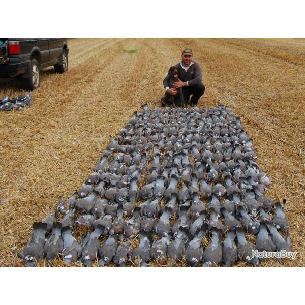 Chasse au pigeon en Angleterre