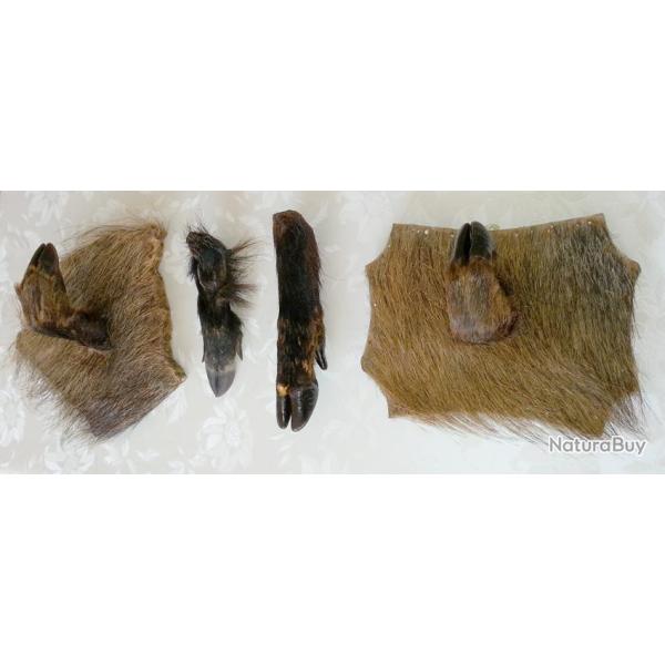 Supports muraux dcoratifs utiles 5 pieds de sangliers