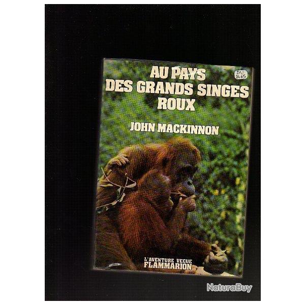 au pays des grands singes roux. orang-outan