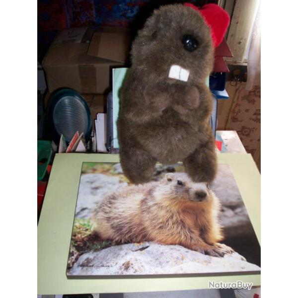 cadre avec marmotte et peluche .