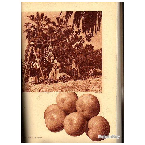 la production fruiti�re en france et dans le monde