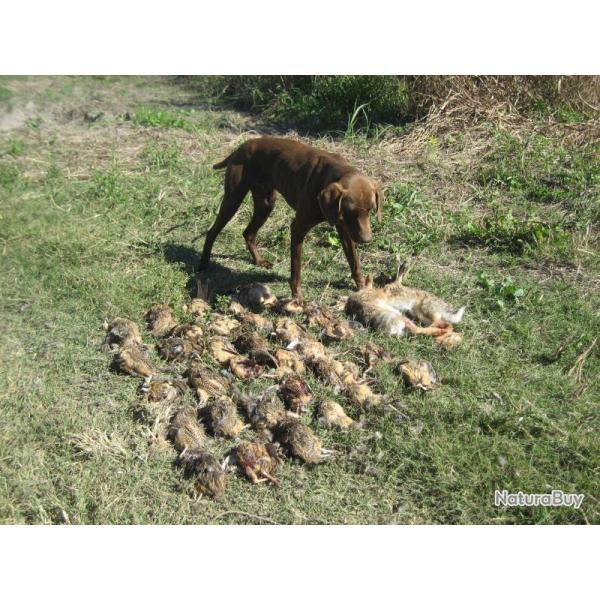 CHASSE ARGENTINE (cherche  former un groupe)