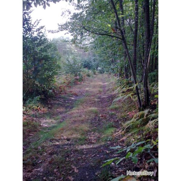 SAISON 2026-2027-... GROS GIBIERS ENTRE ANGERS ET NANTES ( sortie 19 de l'A 11)