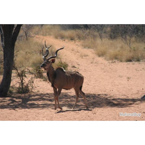 Vend Sjour de chasse en Afrique de Sud