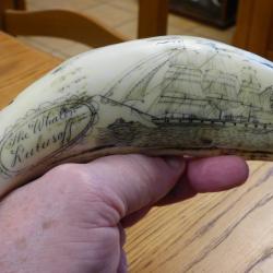 SUPERBE REPRODUCTION D'UNE DENT D'ORQUE EN RESINE+GRAVEE A L'AIGUILLE, PUIS TEINTEE A L'ENCRE+ POLIE