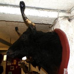 troph&eacute;e  tete de vache  course landaise  naturalis&eacute;e taxidermie