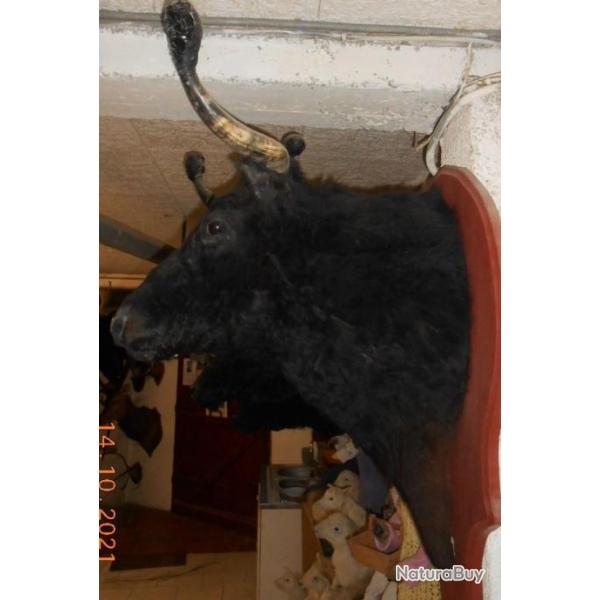 troph�e  tete de vache  course landaise  naturalis�e taxidermie