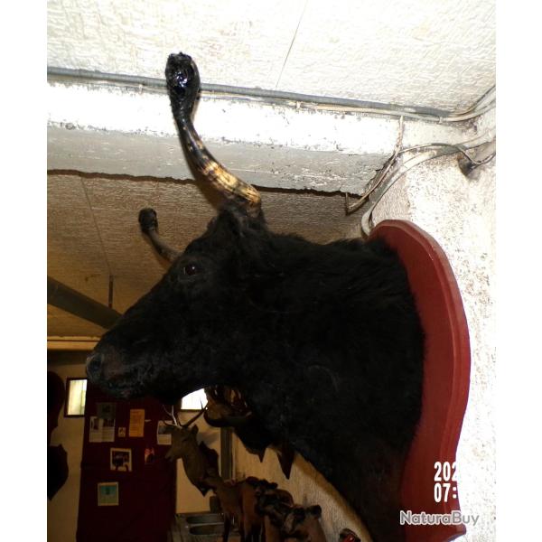 troph�e  tete de vache  course landaise  naturalis�e taxidermie
