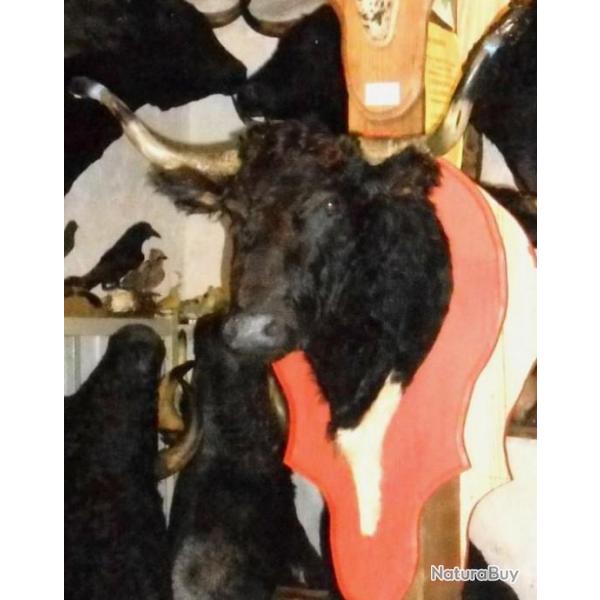 troph�e  tete de vache coursi�re course landaise  naturalis�e taxidermie