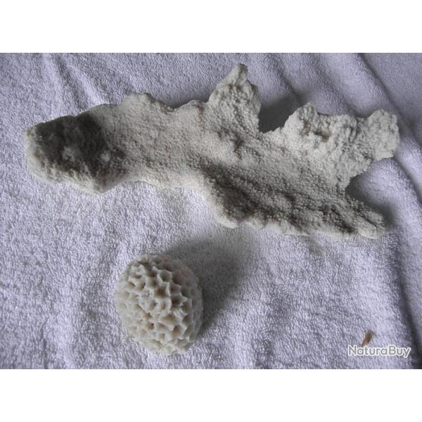 1 CORAIL BLANC   ALLONGE----+++ 1 CORAIL FORME DEMI BALLON---