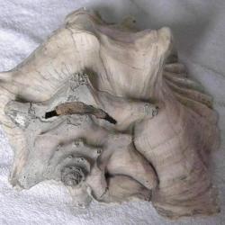 TRES GRAND COQUILLAGE---  VOLUTE OU TRITON OU CONQUE ?