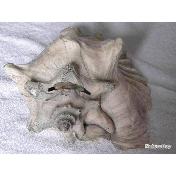 TRES GRAND COQUILLAGE---  VOLUTE OU TRITON OU CONQUE ?