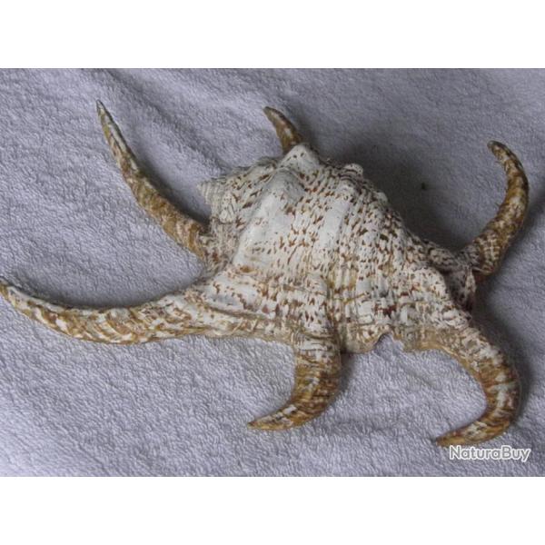 TRES GRAND COQUILLAGE forme ARAIGNEE ---  LAMBIS TRUNCATA