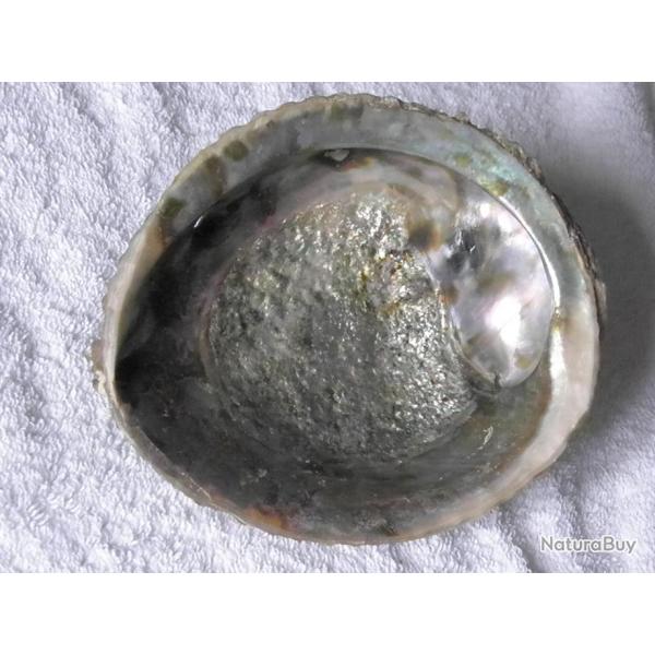 TRES GRAND COQUILLAGE---  ORMEAU  ---  HALIOTIS RUFESCENS  ---