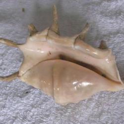 COQUILLAGE---  LAMBIS TRUNCATA