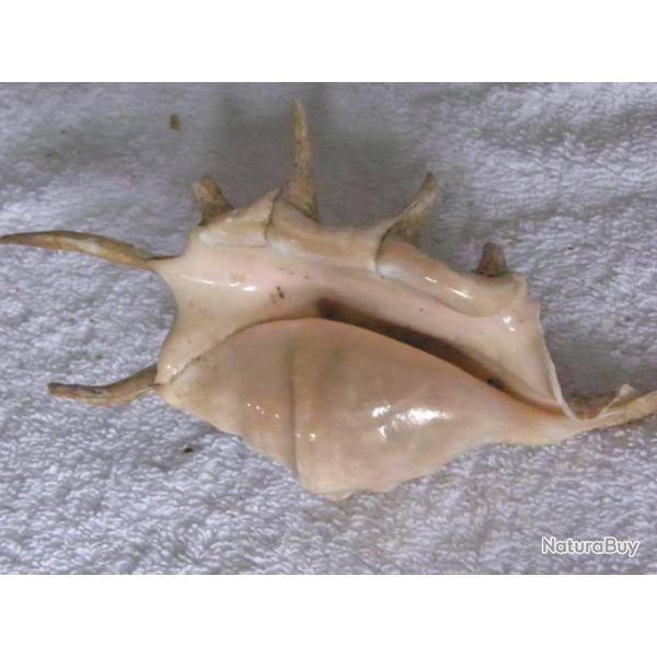 COQUILLAGE---  LAMBIS TRUNCATA