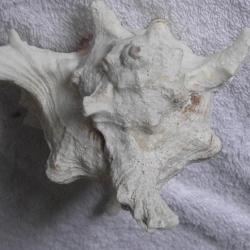 TRES GRAND COQUILLAGE---