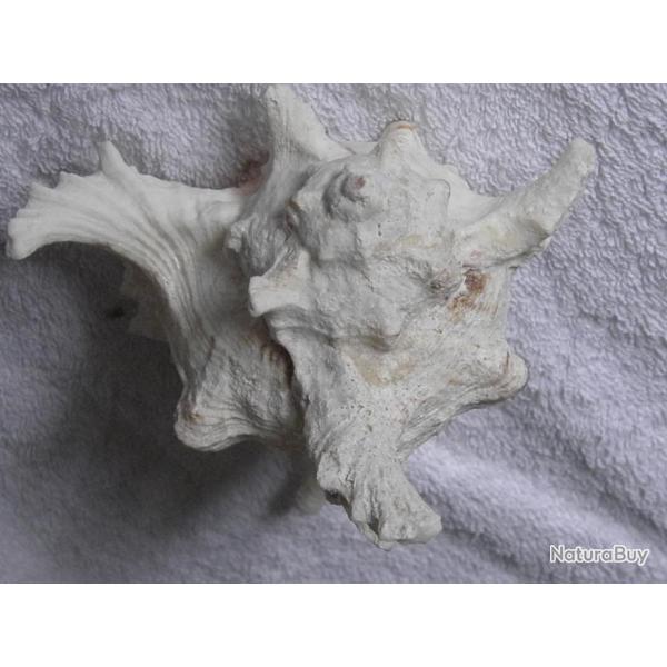 TRES GRAND COQUILLAGE---