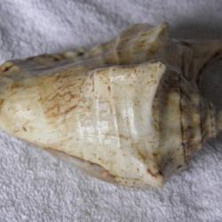GRAND COQUILLAGE---VOLUTE ?---DJIBOUTI N&deg; 1