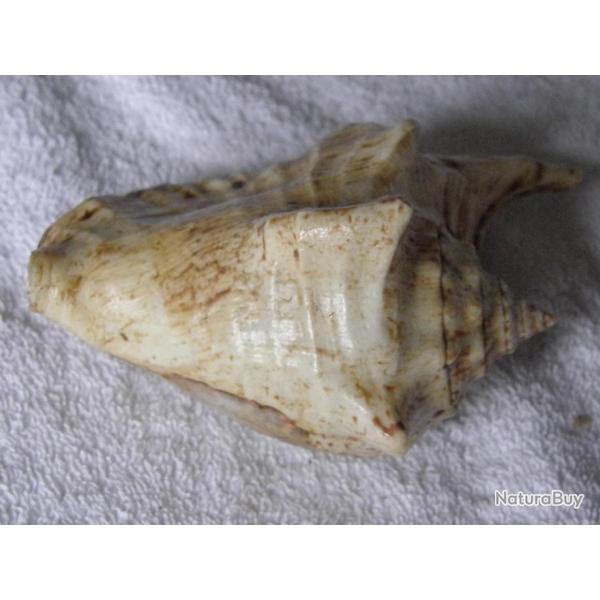 GRAND COQUILLAGE---VOLUTE ?---DJIBOUTI N� 1