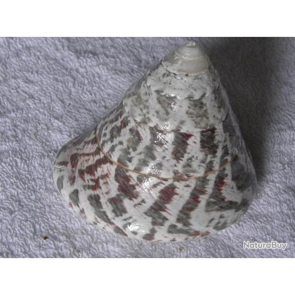 GRAND COQUILLAGE---L 10 cm environ, + 190 grs