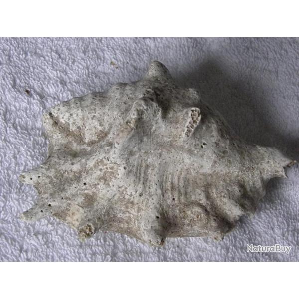 GRAND COQUILLAGE-----1