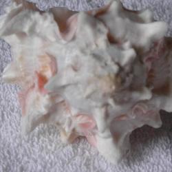 GRAND COQUILLAGE---2