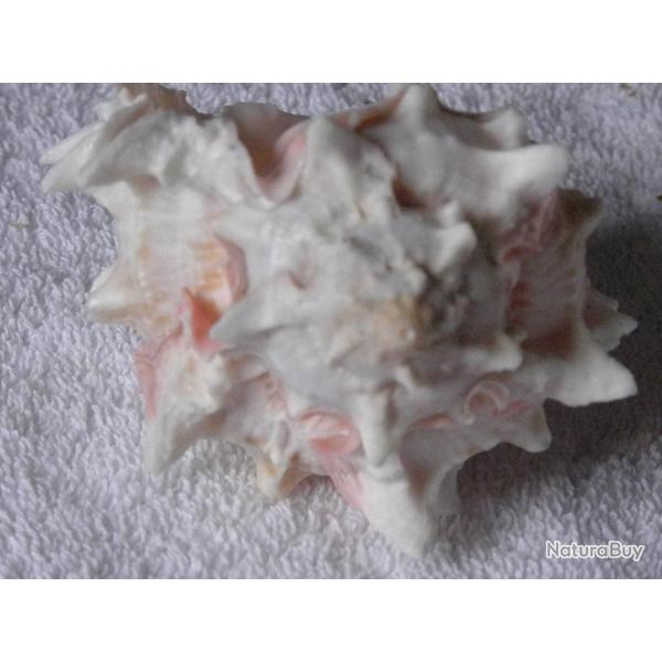 GRAND COQUILLAGE---2