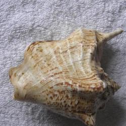 GRAND COQUILLAGE---VOLUTE ?---DJIBOUTI N&deg; 2