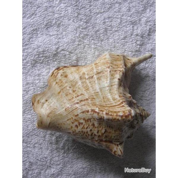 GRAND COQUILLAGE---VOLUTE ?---DJIBOUTI N� 2