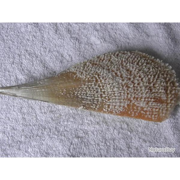 GRAND COQUILLAGE-- FORME EVENTAIL--- 2 VALVES . NACRE .