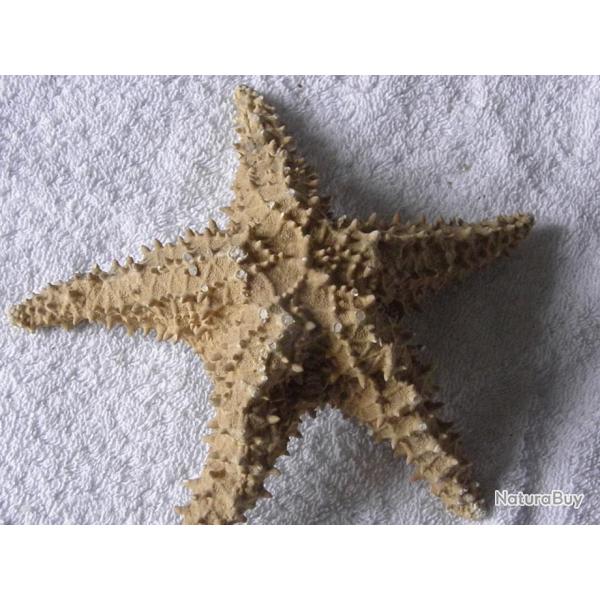 ETOILE DE MER