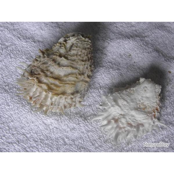 2 COQUILLAGES   BI-VALVES--SPONDYLUS