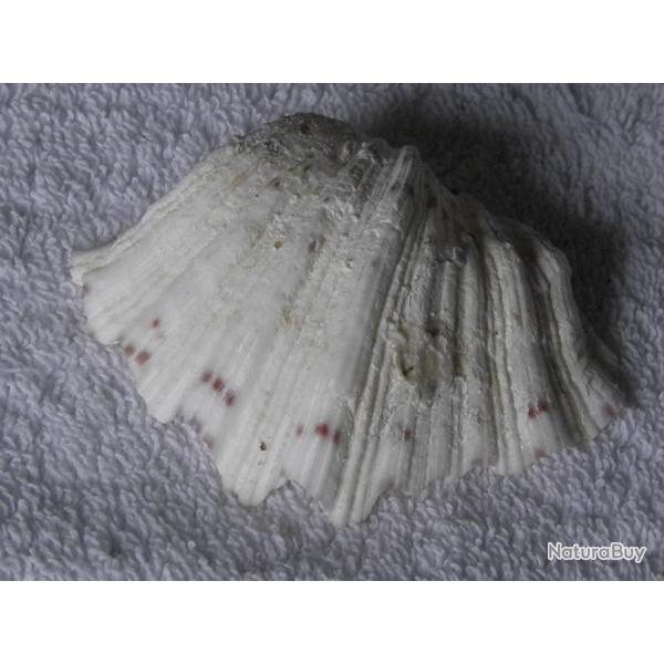 COQUILLAGE---  BENITIER  ---  1 VALVE  ---