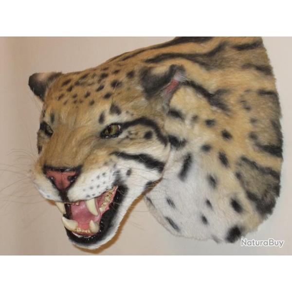 troph�e factice r�plique taxidermie panth�re n�buleuse ou longibande