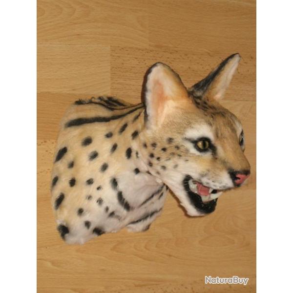 troph�e factice r�plique taxidermie serval