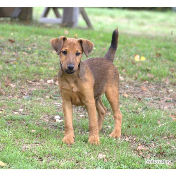 Chiots  fox-Terrier males
