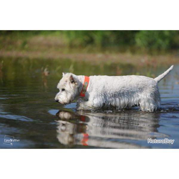 collier fluo grav Orange