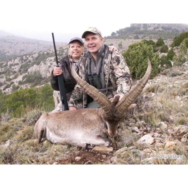 Chasse en Espagne ( ibex de Bec�it� et Chevreuil )