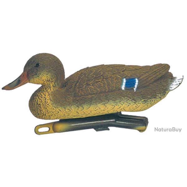 Appelant colvert femelle