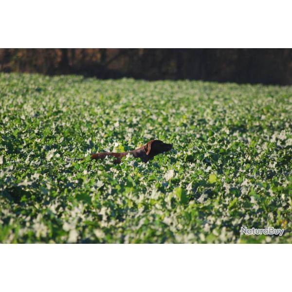 Chasse devant soi "Rough shooting" en Angleterre et Ecosse, faisan, perdrix, b�casse, lapin...