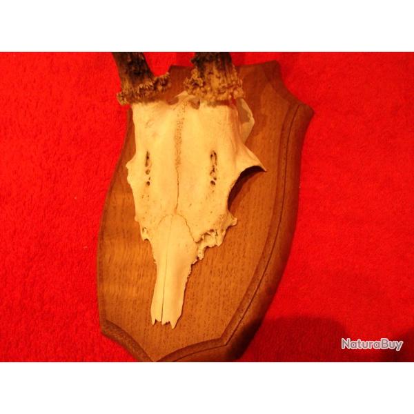 cusson neuf en chene massif pour massacre de chevreuil 13,5 x 22 cm