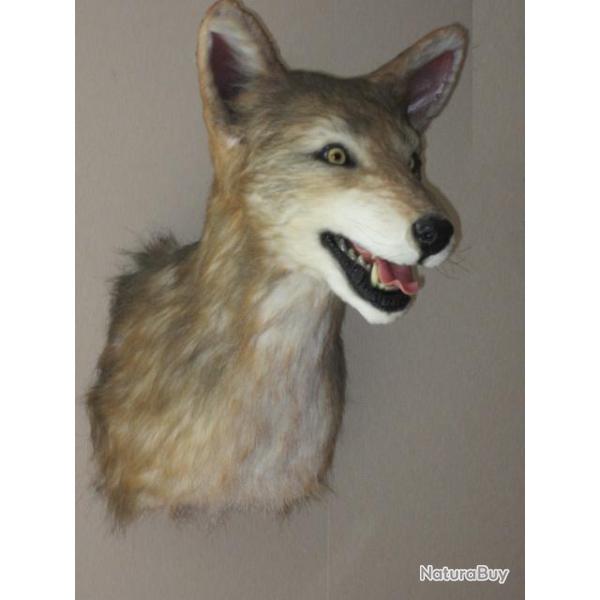 trophe replique taxidermie coyote Amricain