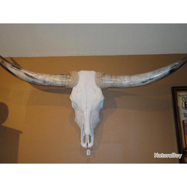 Authentique TETE  DE  VACHE  TEXANE taille XL de 110 cm � 140 cm d'Envergure