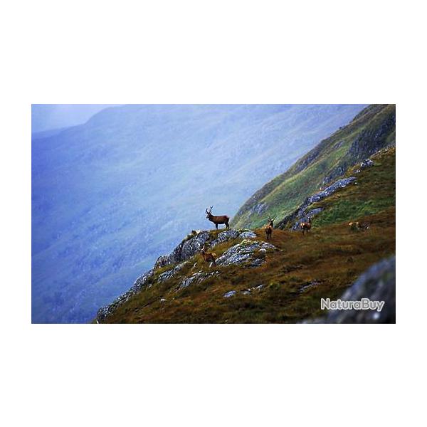 Octobre-F�vrier: Approche biches/faons dans les Highlands �cossaises, arme+h�bergement compris
